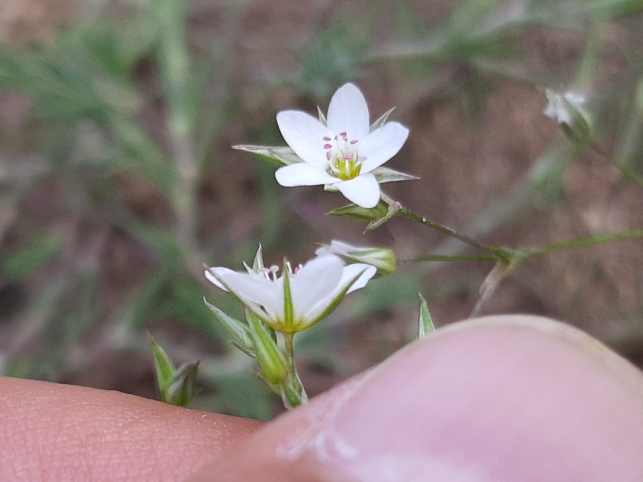 Minuartia anatolica var. lanuginosa