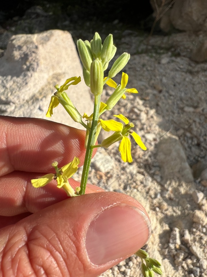 Erysimum smyrnaeum