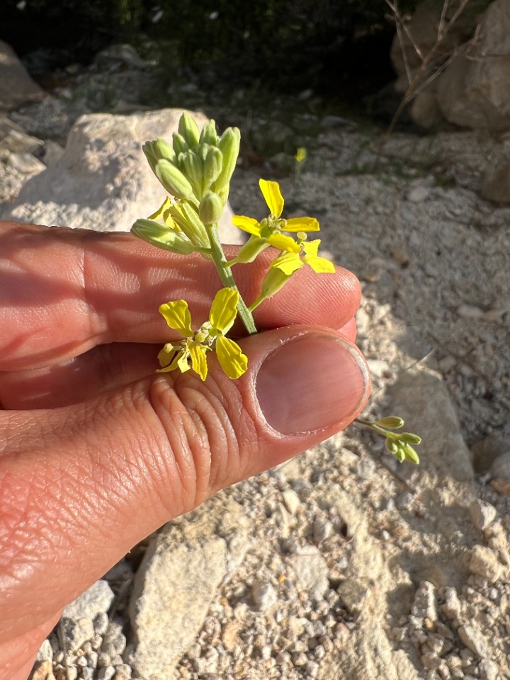 Erysimum smyrnaeum