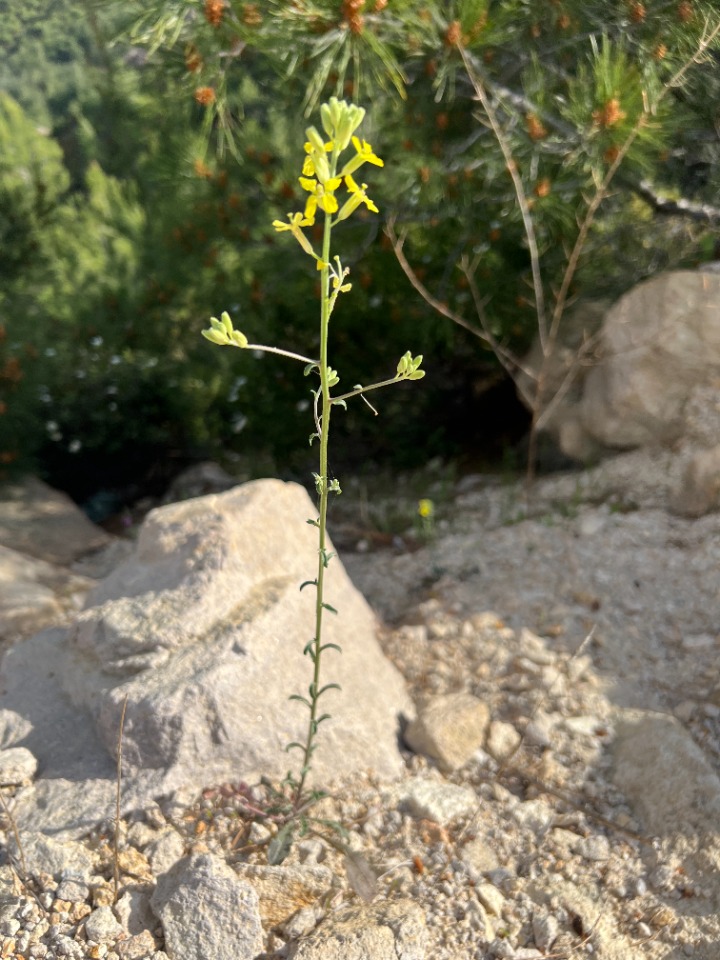 Erysimum smyrnaeum