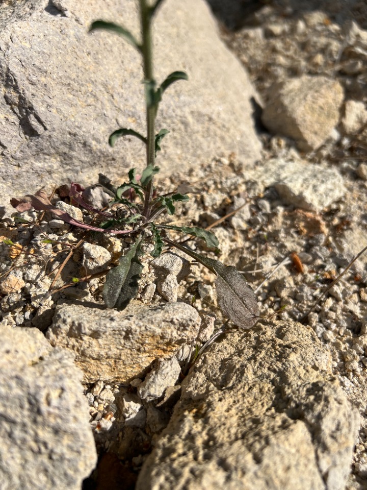 Erysimum smyrnaeum