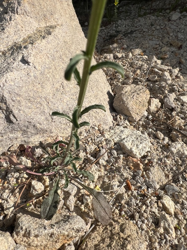 Erysimum smyrnaeum