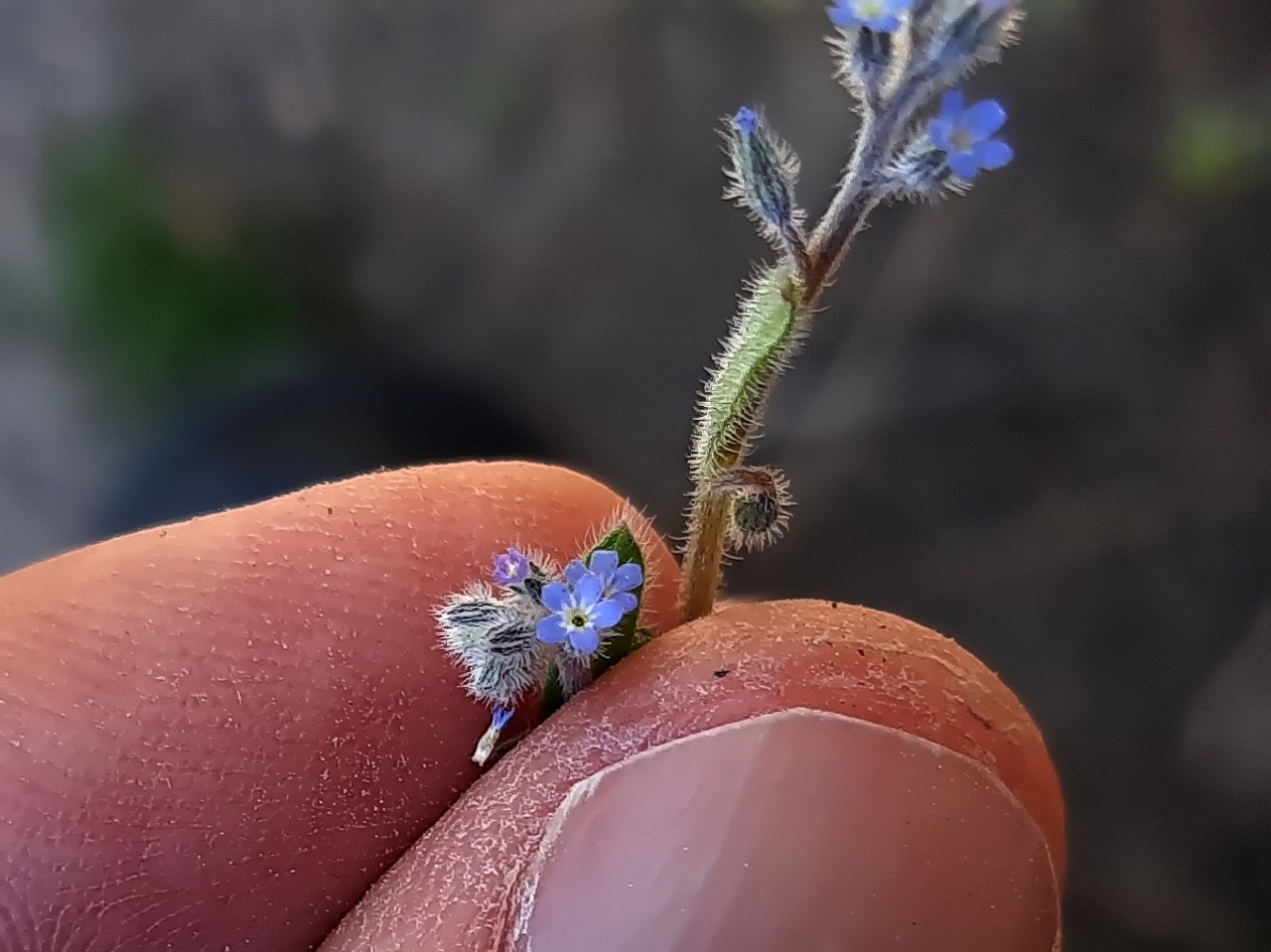 Myosotis stricta