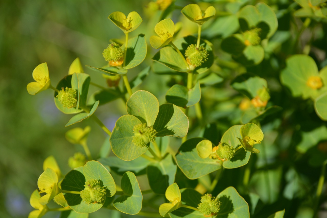 Euphorbia condylocarpa