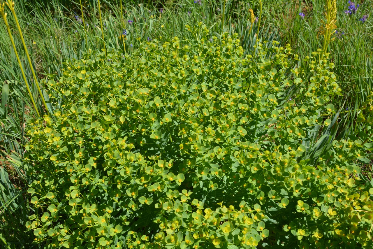 Euphorbia condylocarpa