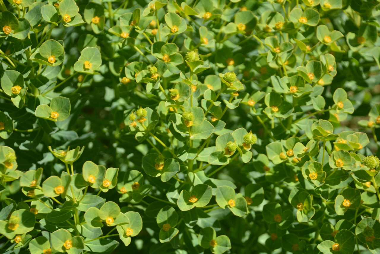 Euphorbia condylocarpa