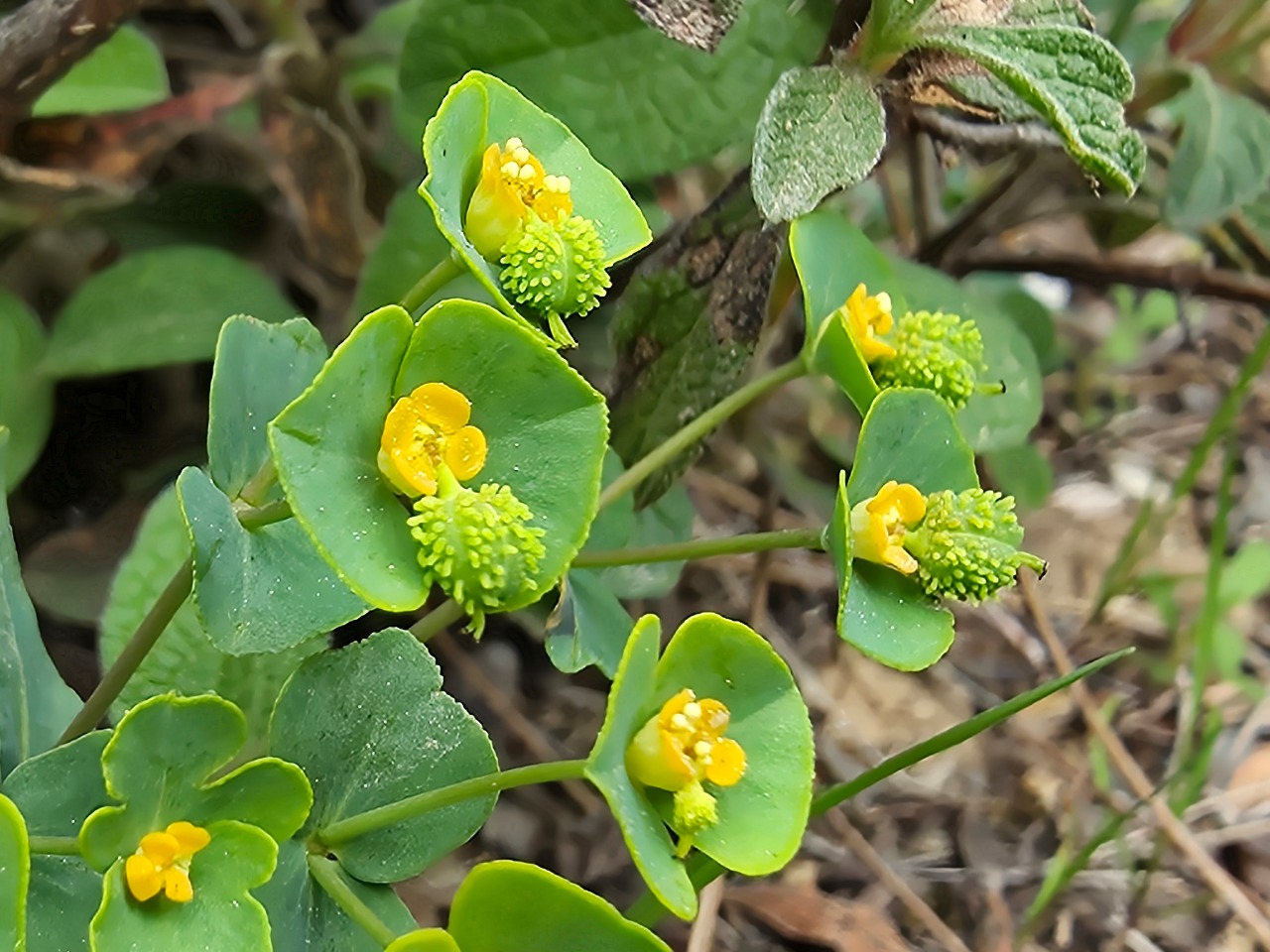 Euphorbia condylocarpa
