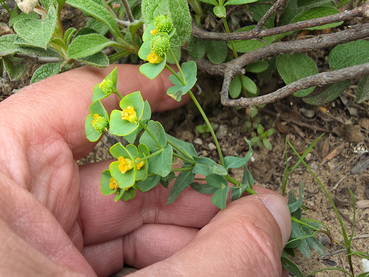 Euphorbia condylocarpa