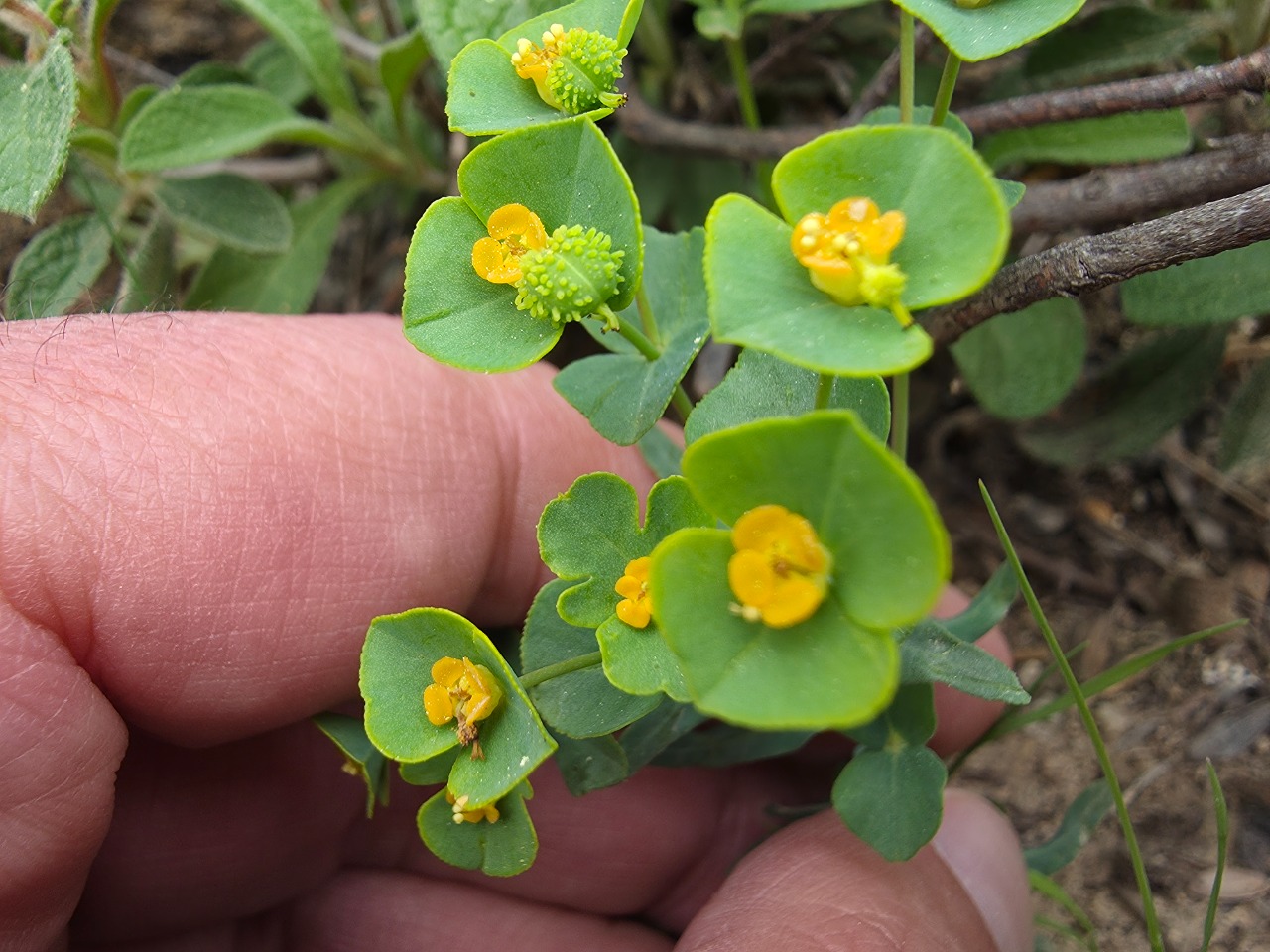 Euphorbia condylocarpa