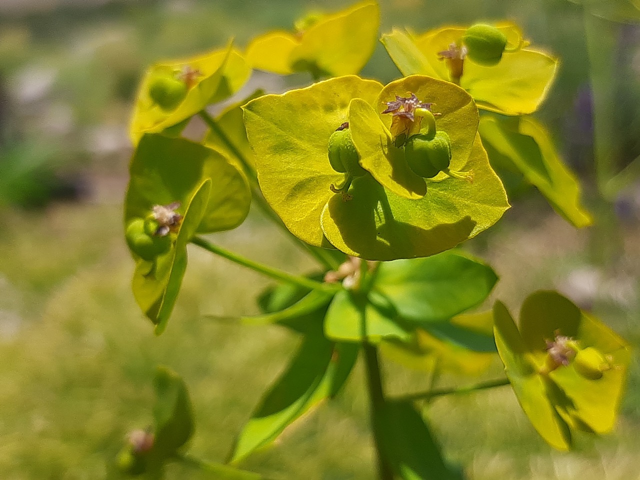 Euphorbia iberica