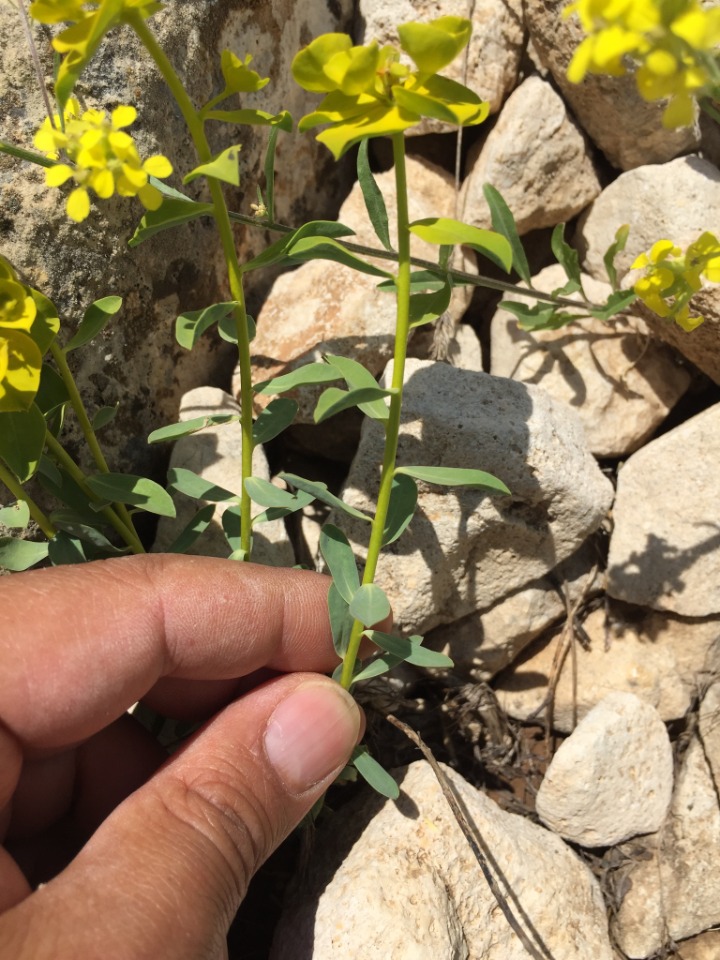 Euphorbia iberica