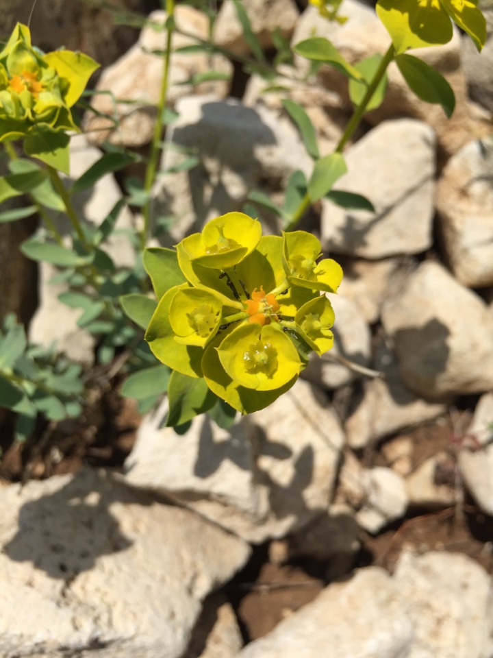 Euphorbia iberica