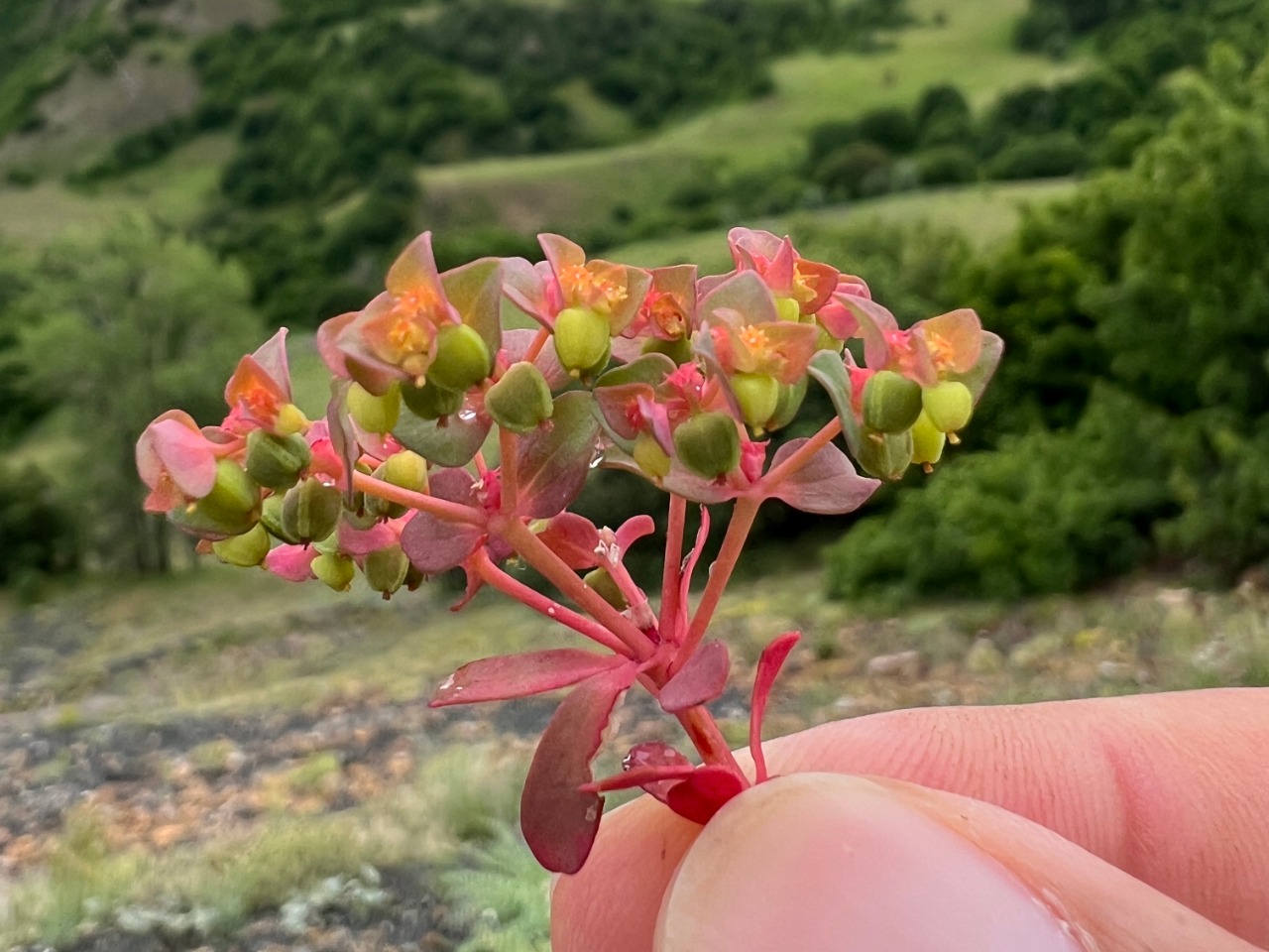 Euphorbia szovitsii