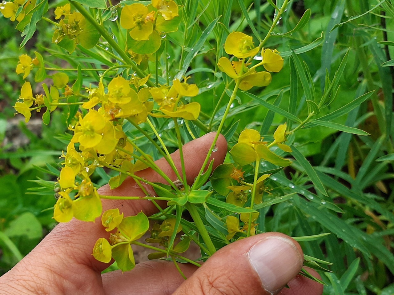 Euphorbia esula subsp. tommasiniana