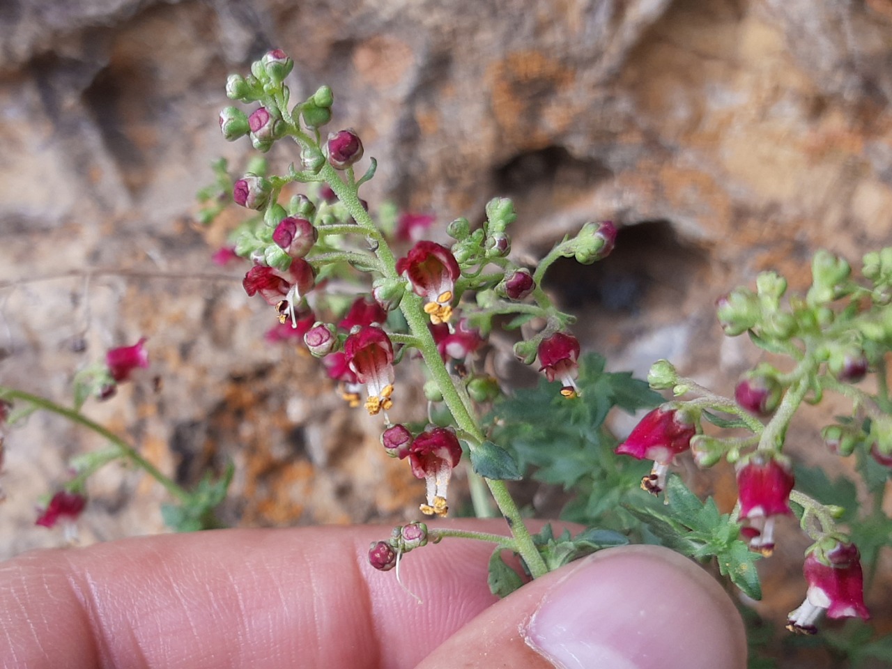 Scrophularia libanotica subsp. libanotica var. cappadocica