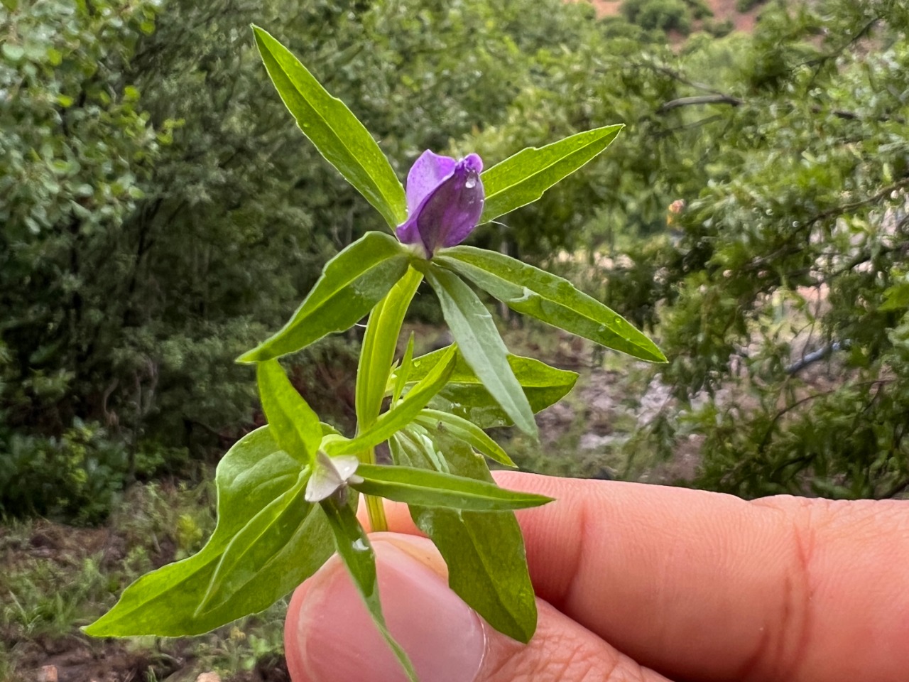 Legousia falcata