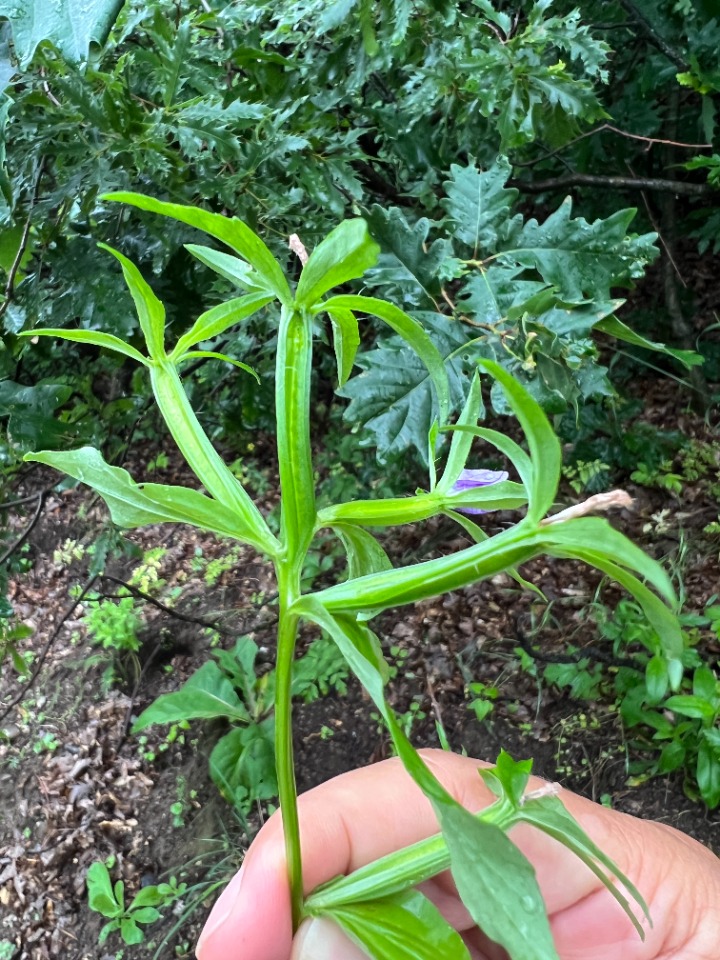 Legousia falcata