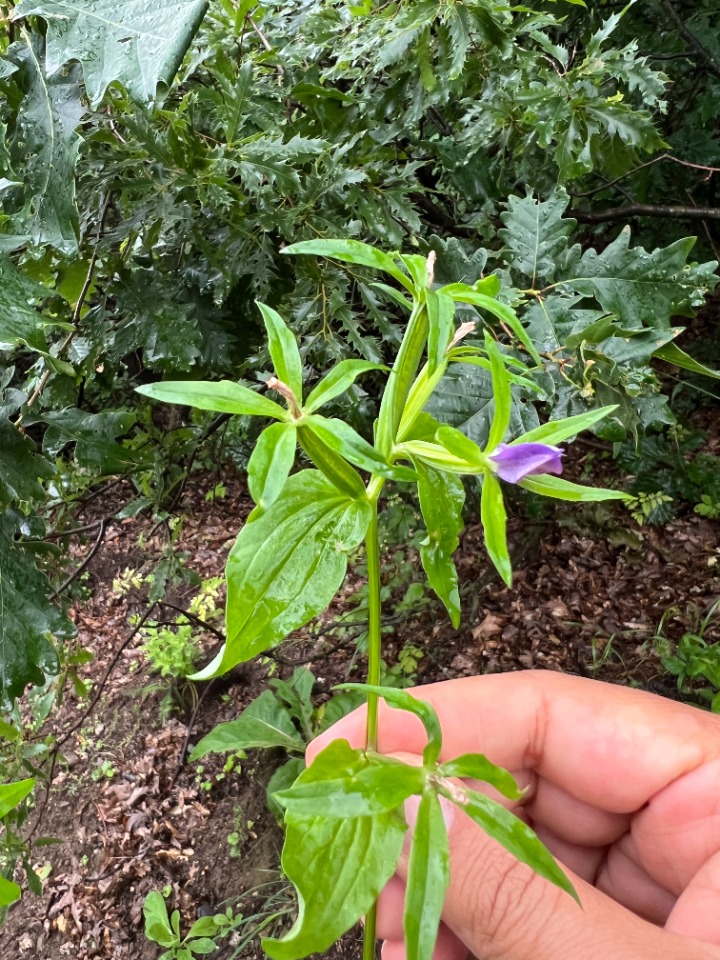 Legousia falcata