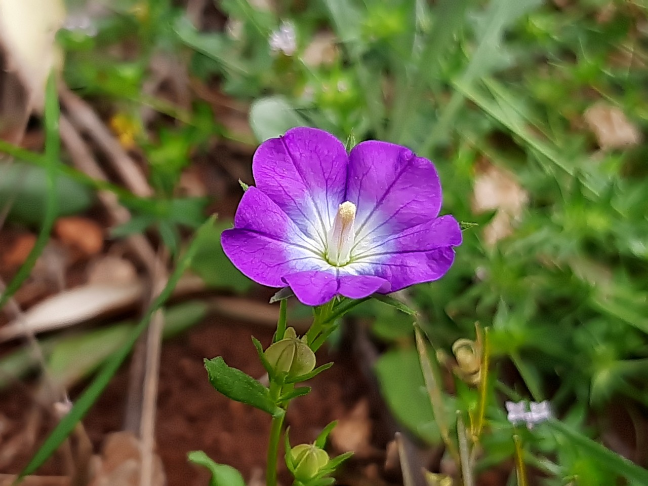 Legousia falcata