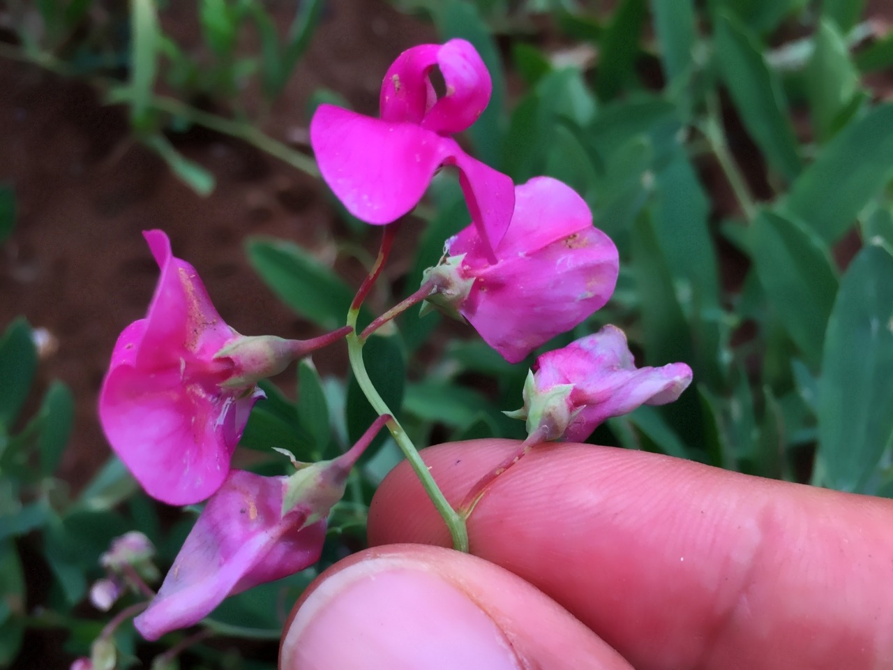 Lathyrus tuberosus