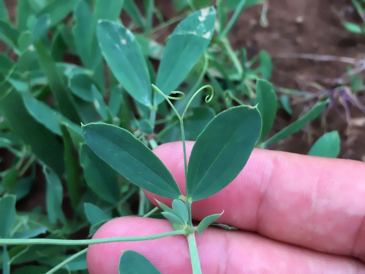 Lathyrus tuberosus