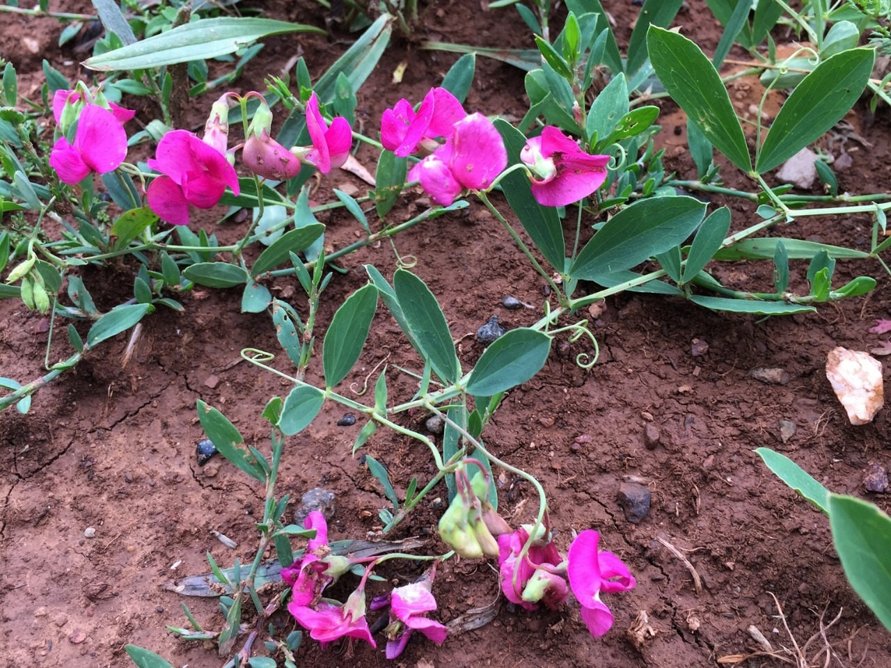 Lathyrus tuberosus