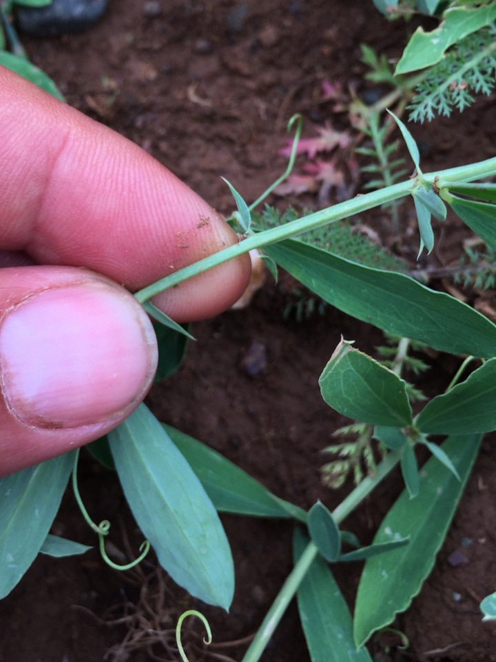 Lathyrus tuberosus