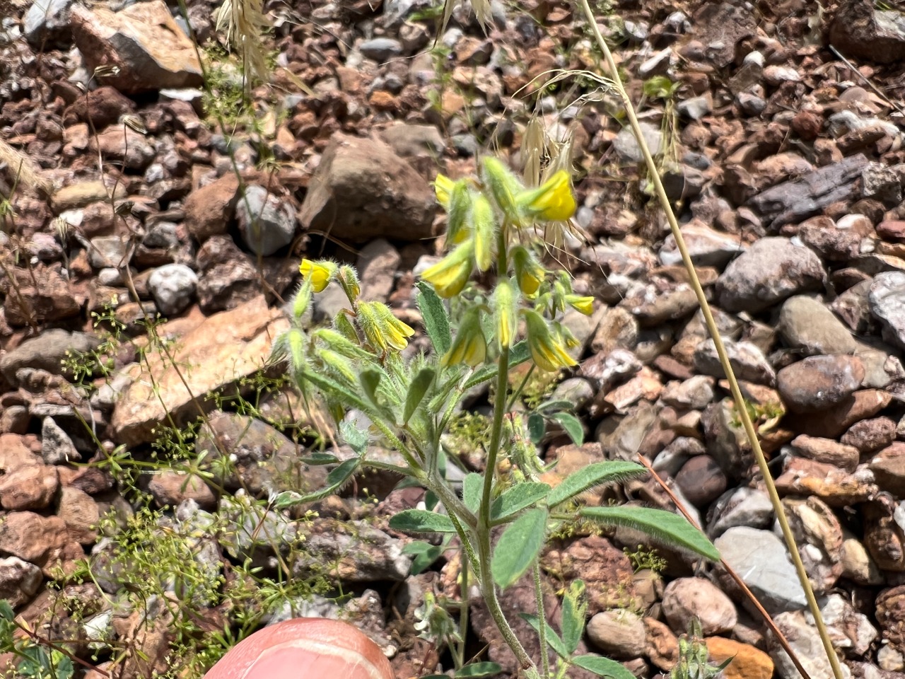 Trigonella velutina