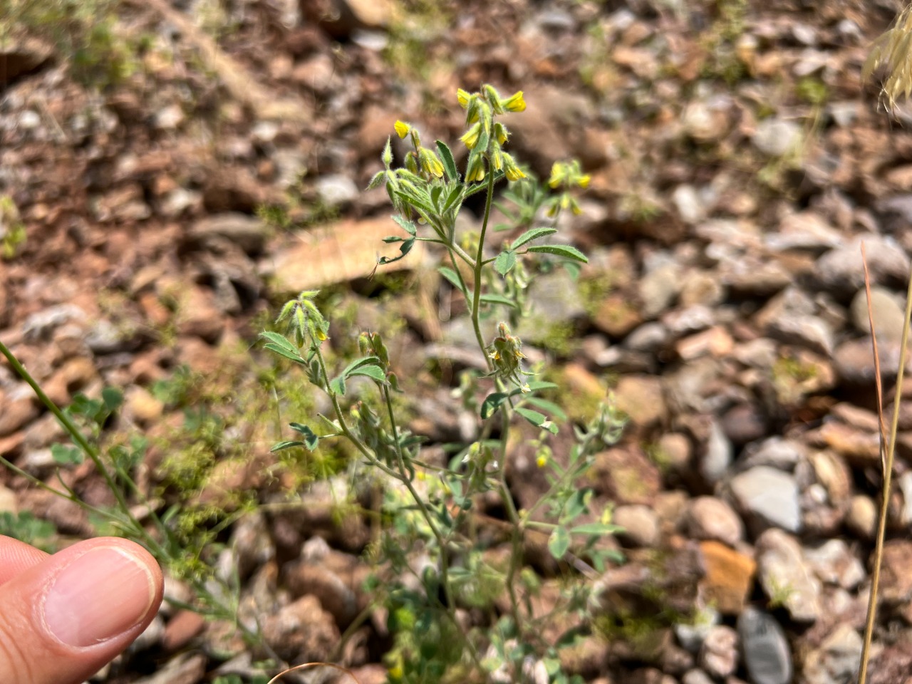 Trigonella velutina