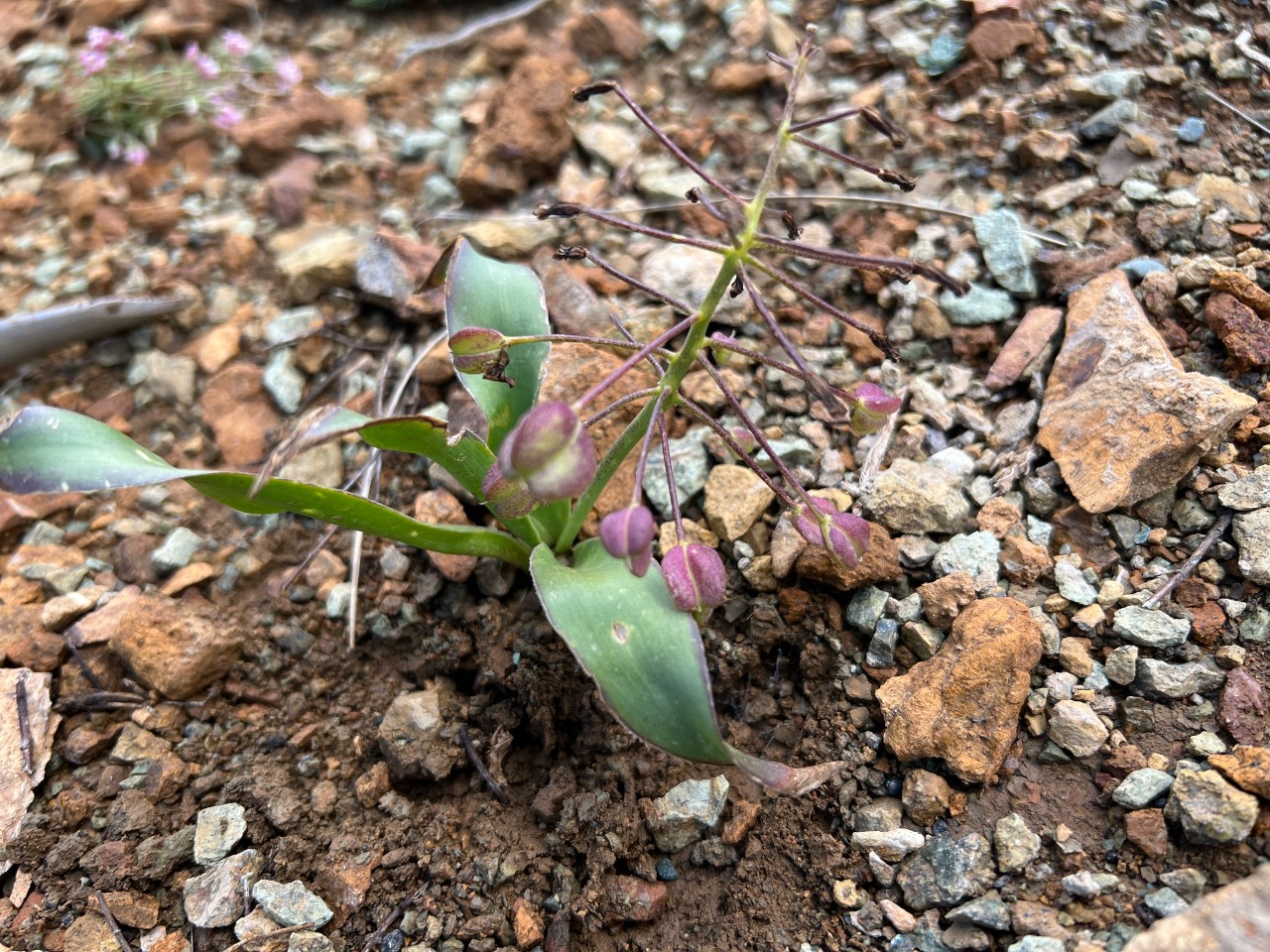 Bellevalia speciosa