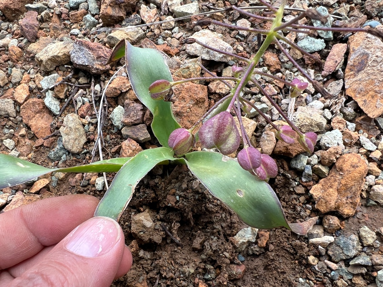 Bellevalia speciosa