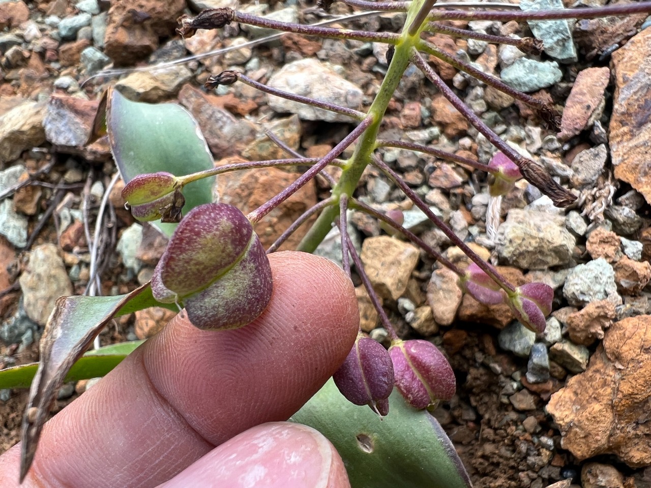 Bellevalia speciosa