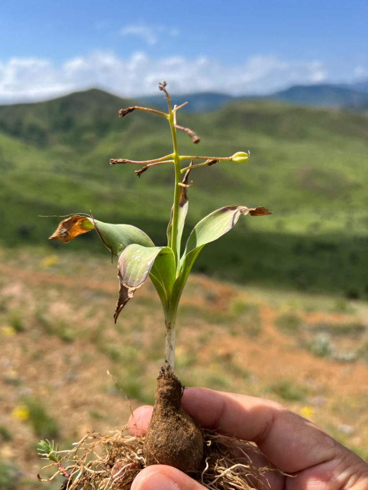 Bellevalia speciosa