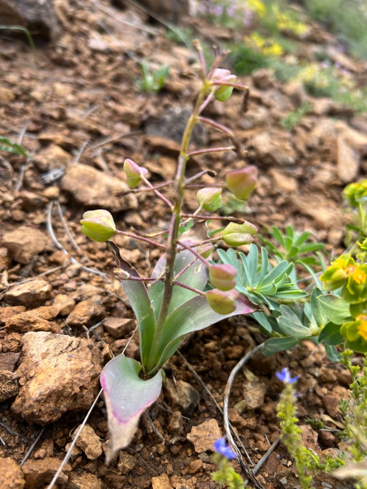 Bellevalia speciosa