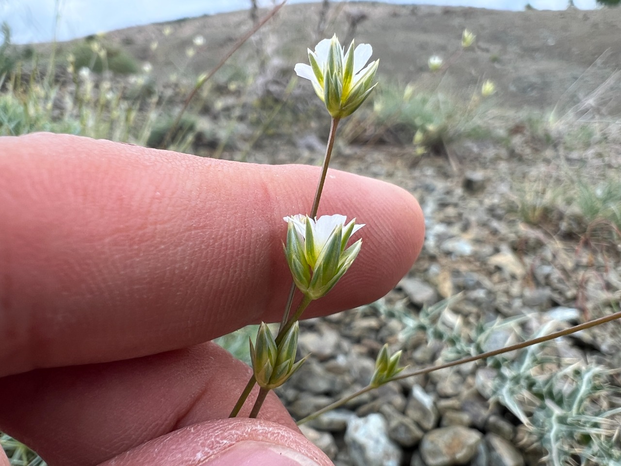 Eremogone pseudacantholimon