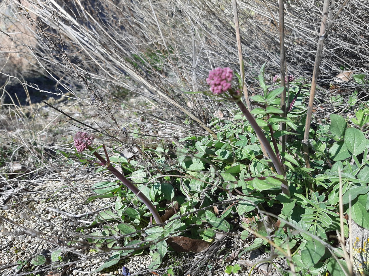 Valeriana officinalis