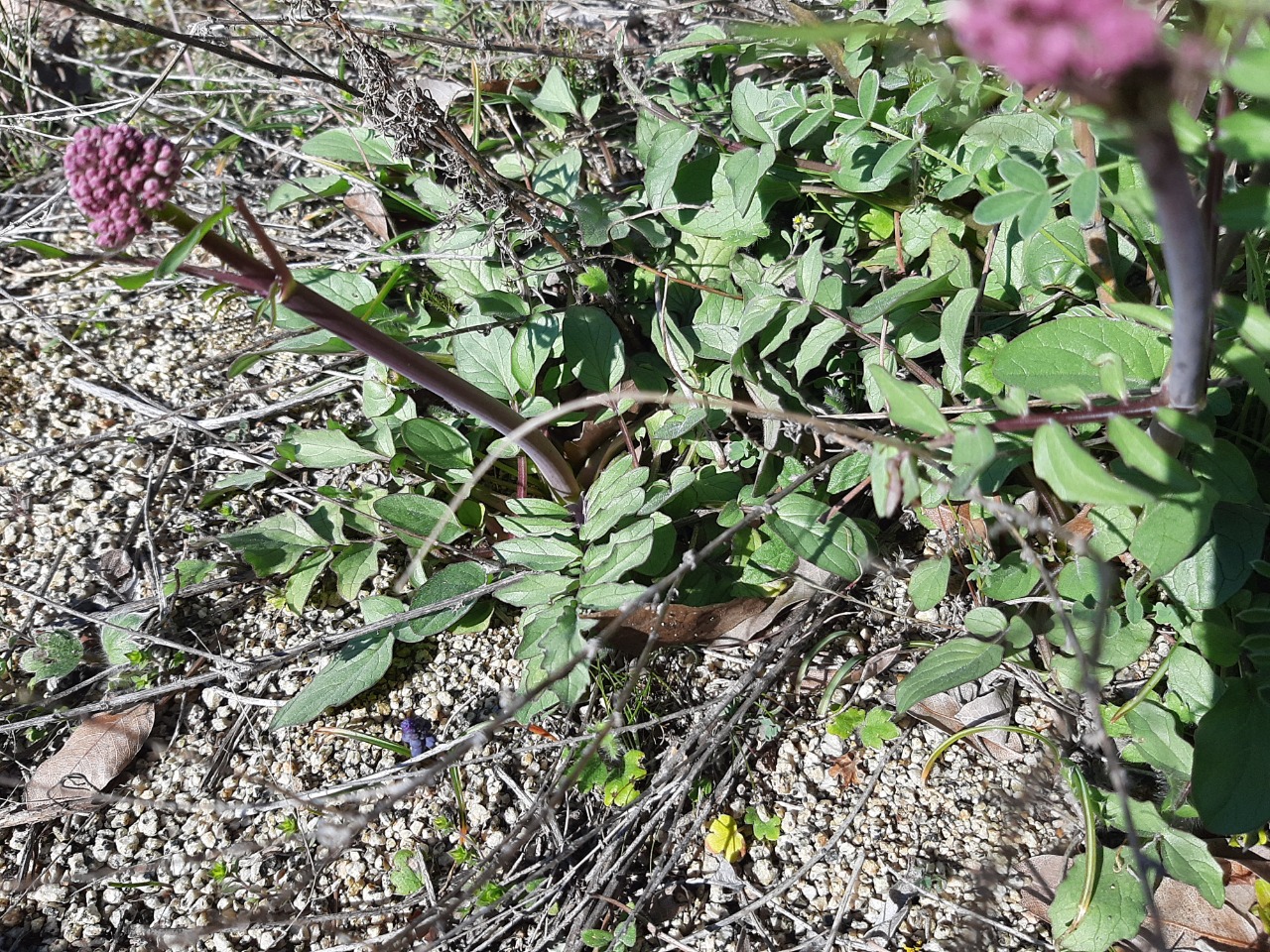 Valeriana officinalis