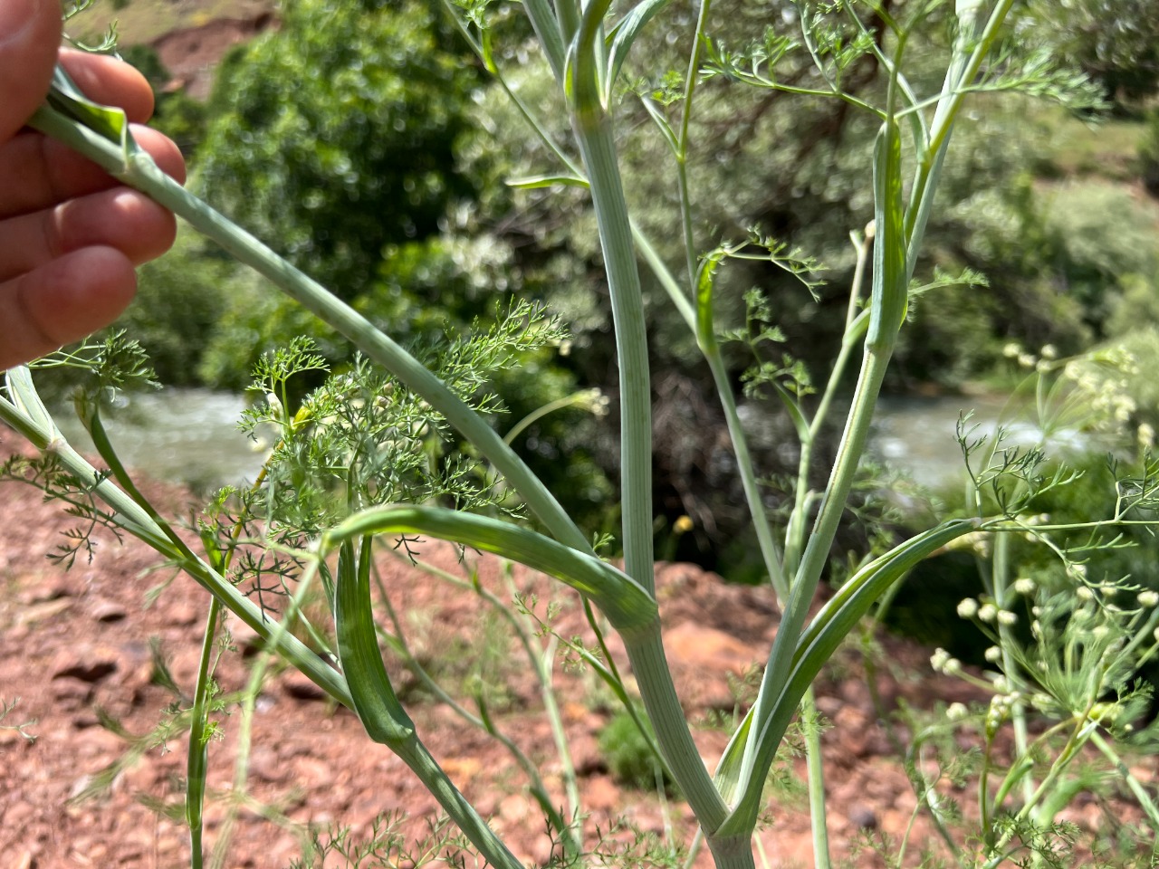 Astrodaucus orientalis