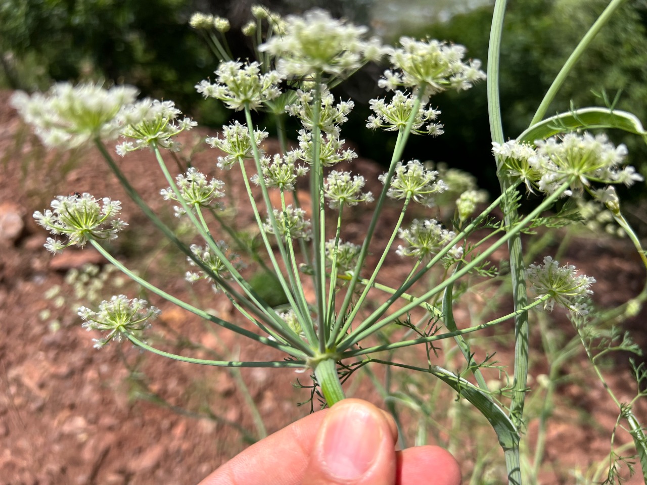 Astrodaucus orientalis