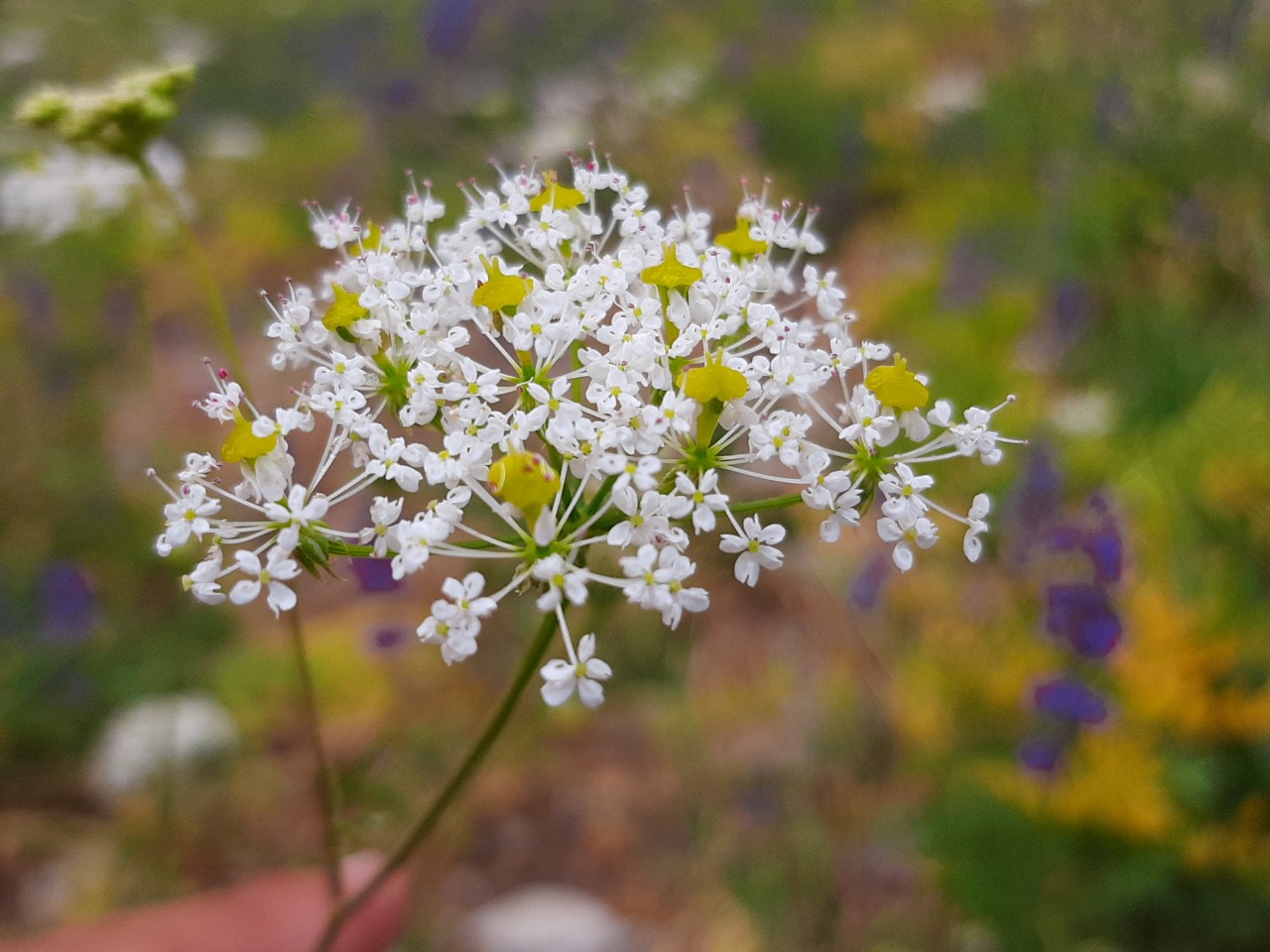 Chaerophyllum macrospermum