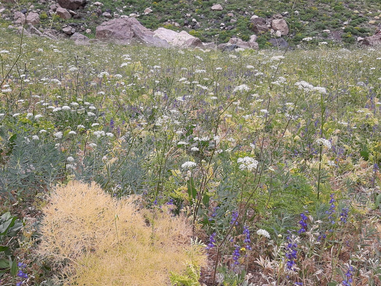 Chaerophyllum macrospermum