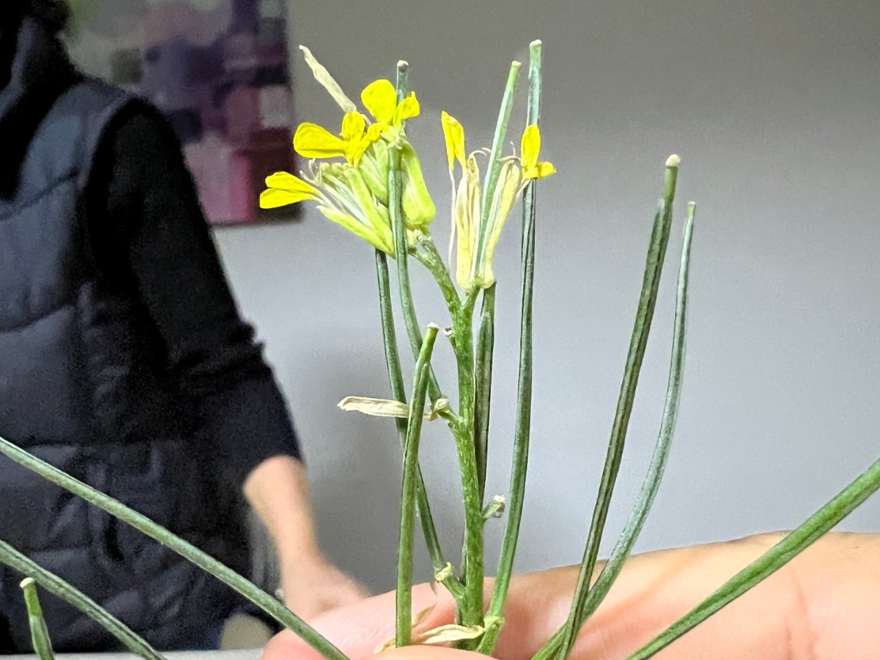 Erysimum uncinatifolium