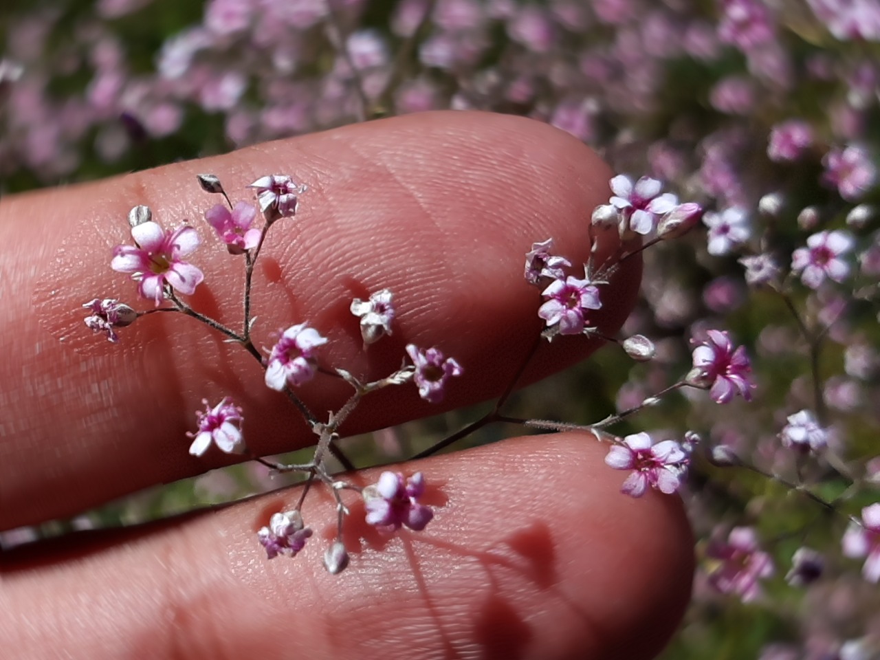 Gypsophila aucheri