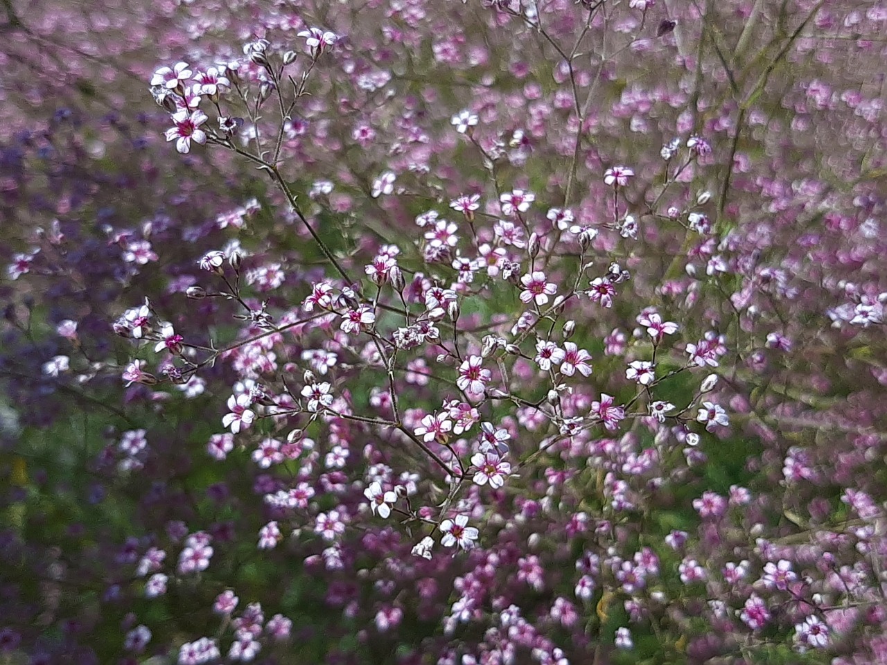 Gypsophila aucheri
