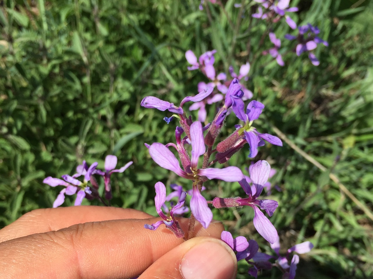 Hesperis bicuspidata