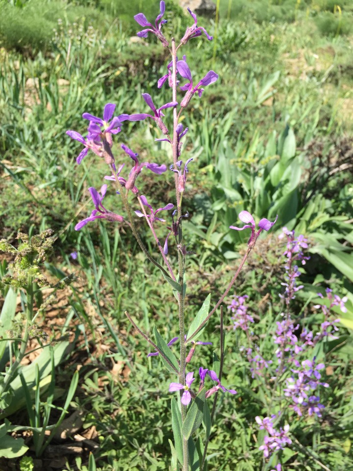 Hesperis bicuspidata