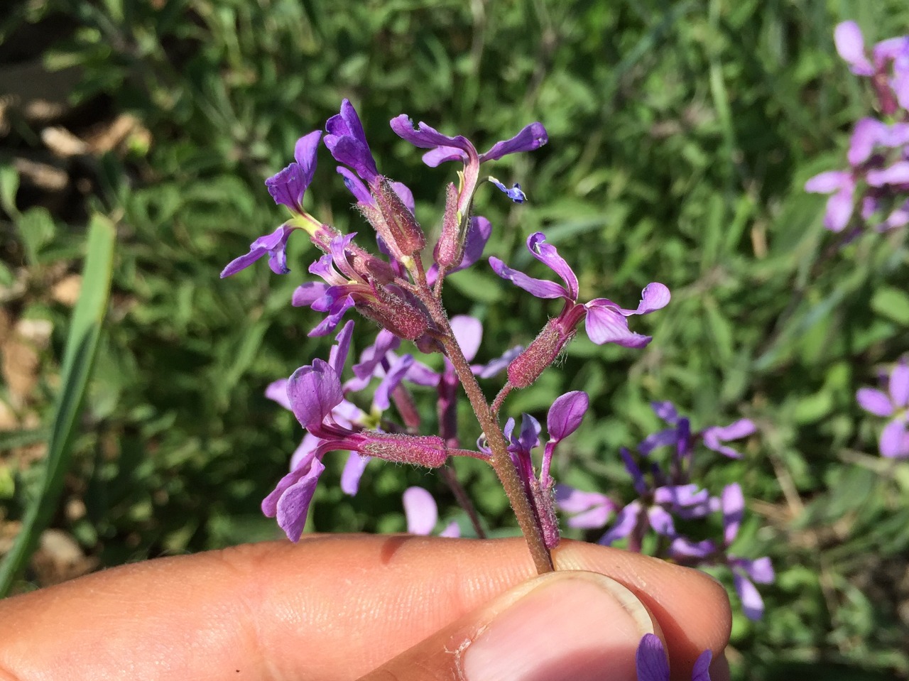 Hesperis bicuspidata