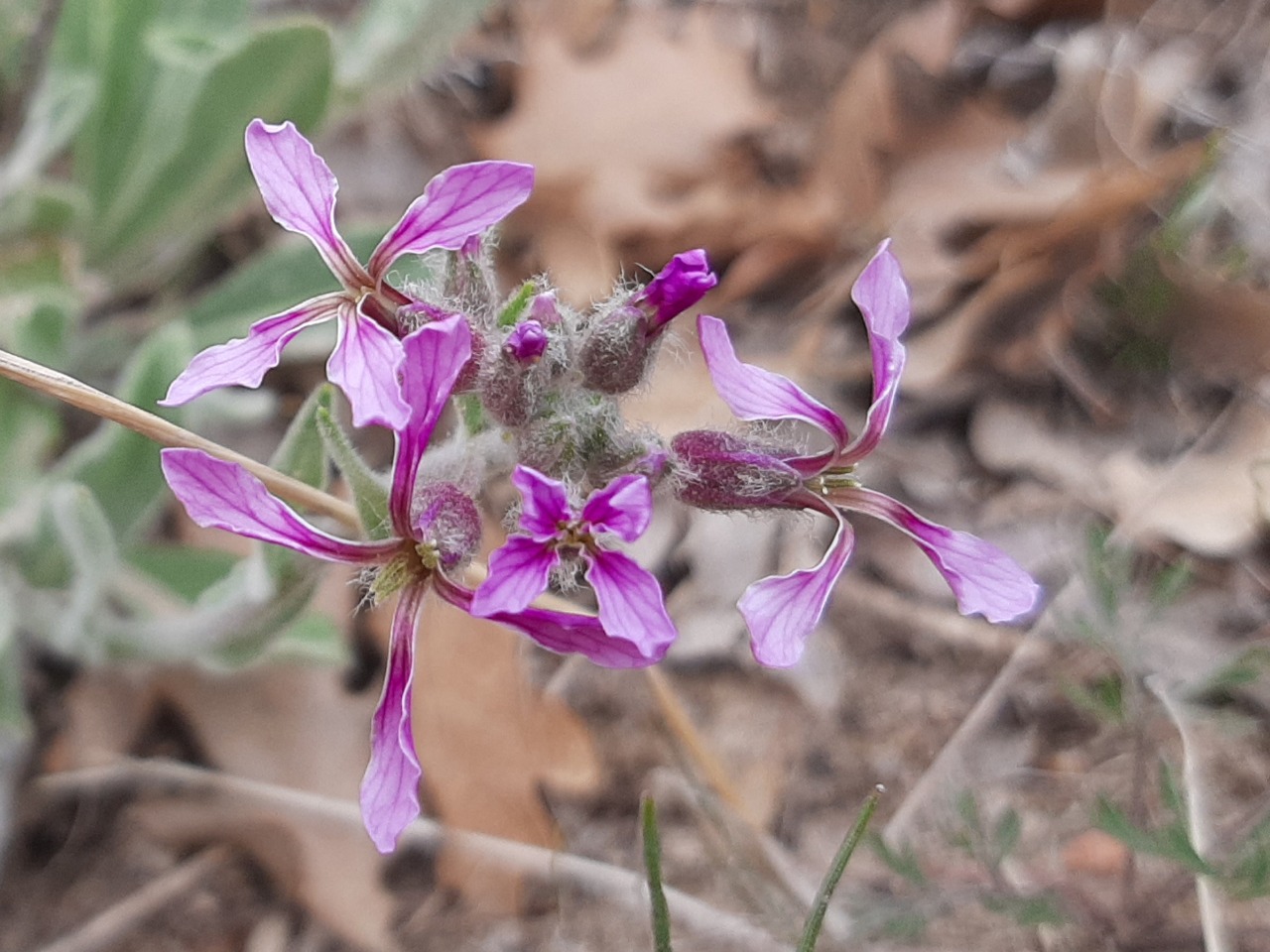 Hesperis bicuspidata