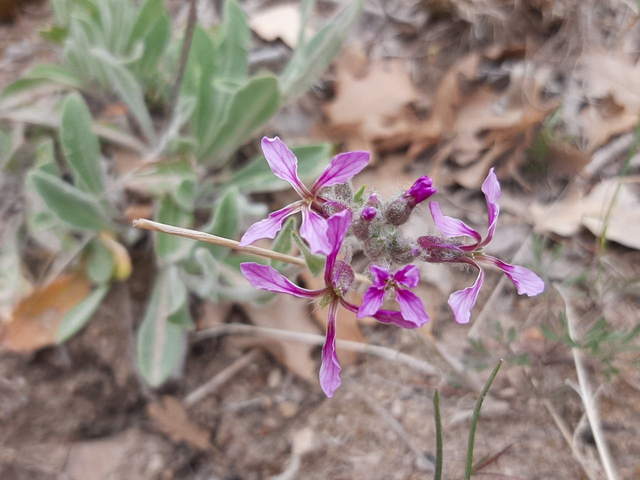 Hesperis bicuspidata