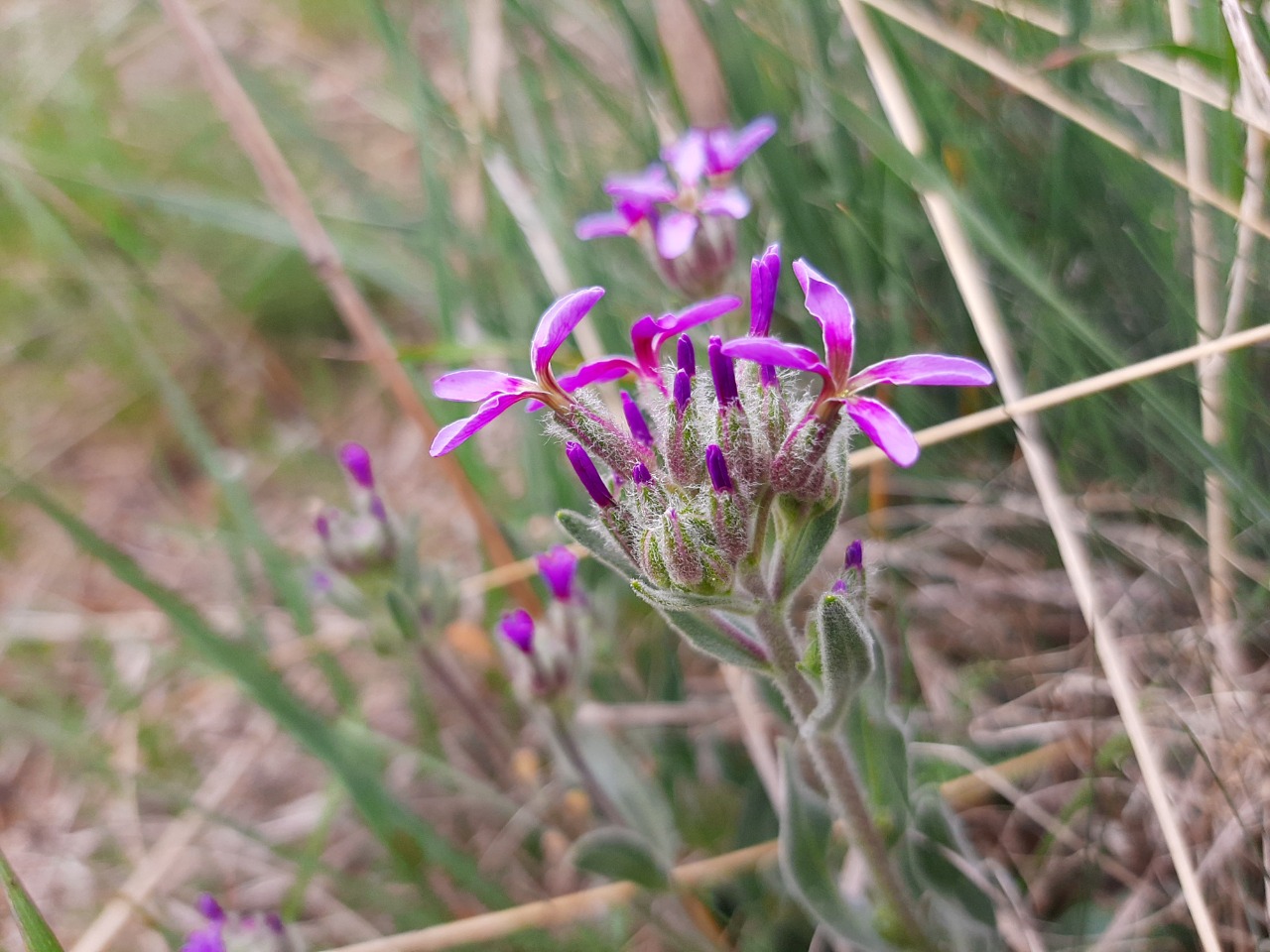 Hesperis bicuspidata